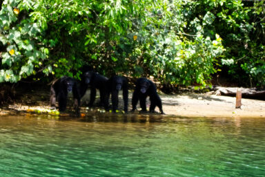 science, biodiversity, conservation, Liberia, dismantling of USAID, future strategy, human health consequences