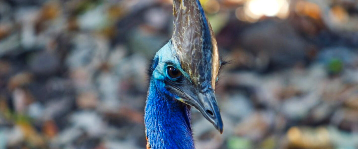 science, nature, biodiversity, flightless birds, cassowaries, UV light, headgear surprise