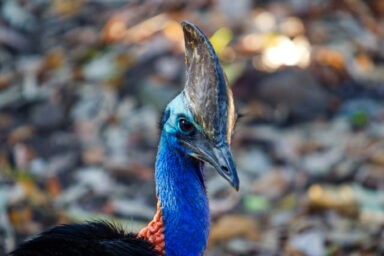 science, nature, biodiversity, flightless birds, cassowaries, UV light, headgear surprise