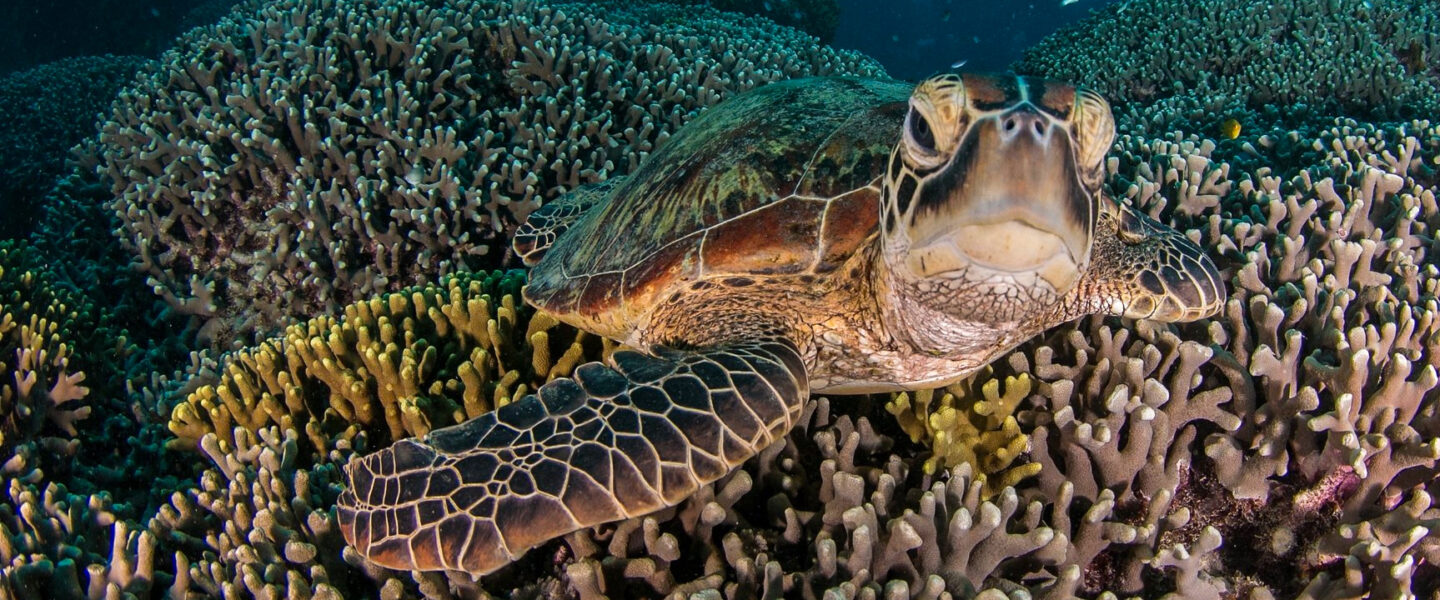 Climate crisis, oceans, Australia, Great Barrier Reef, coral colony Discovery reported