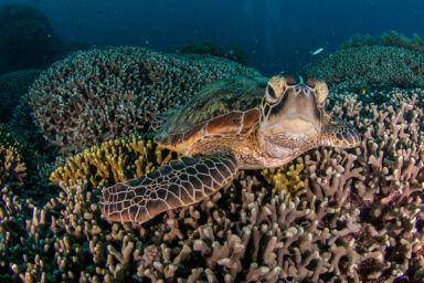 Climate crisis, oceans, Australia, Great Barrier Reef, coral colony Discovery reported