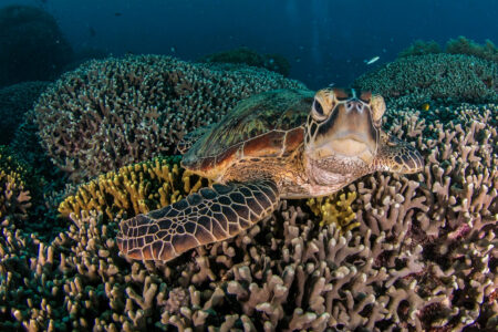 Climate crisis, oceans, Australia, Great Barrier Reef, coral colony Discovery reported