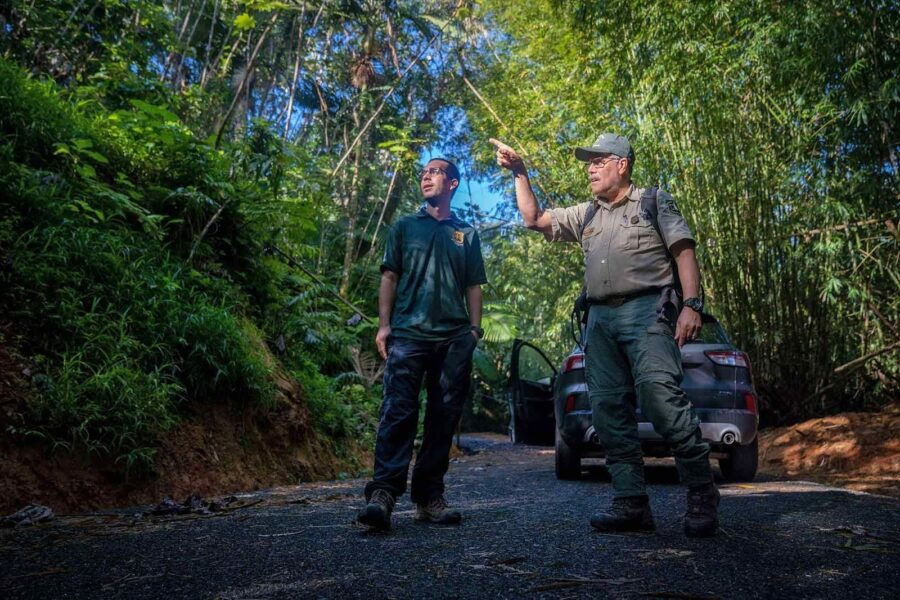 Forestry researchers, collecting samples, Bisley Research Area