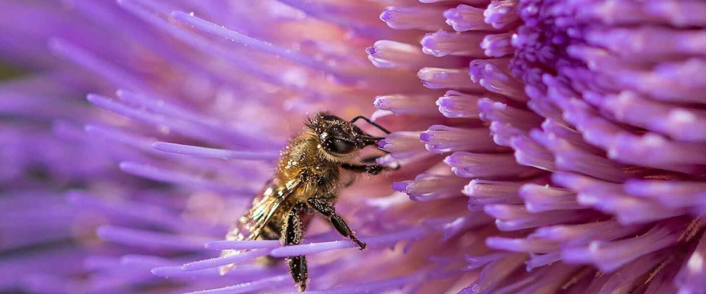 Honey Bee, collecting pollen