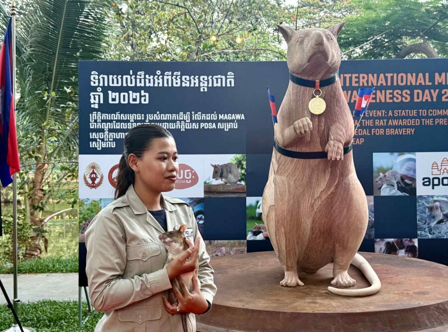 Ceremony honoring, Magawa, Cambodian, minesweeper rat