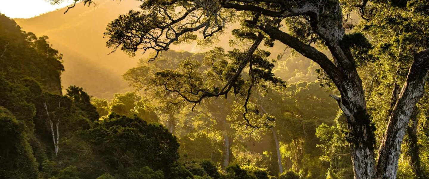 reforestation efforts, location, efficient, Nature Valley, South Africa