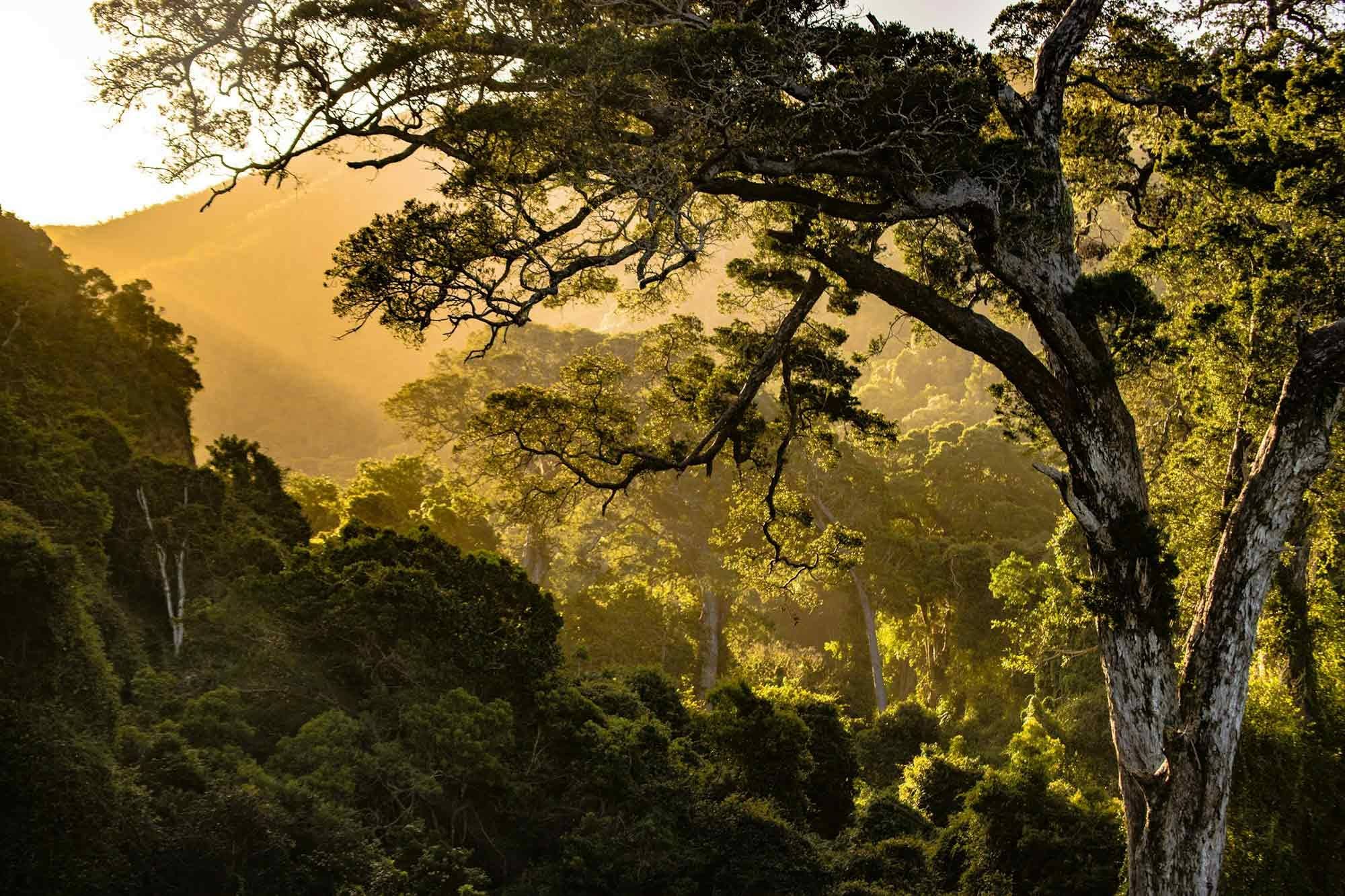 reforestation efforts, location, efficient, Nature Valley, South Africa