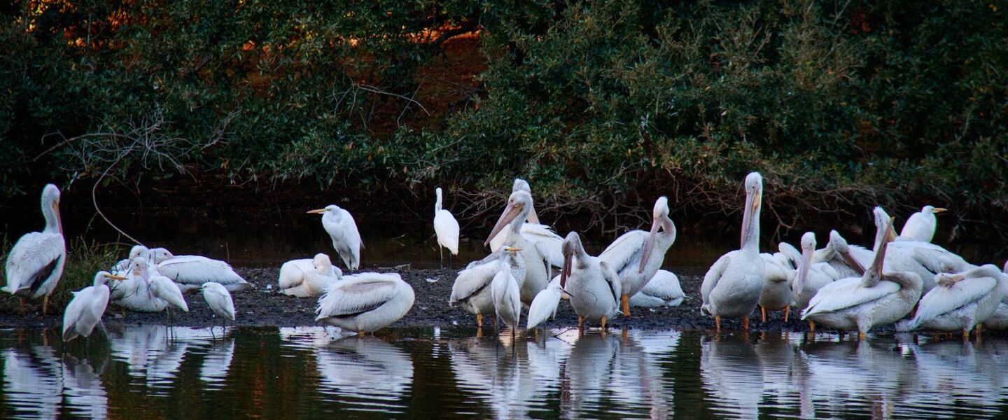 science, nature, biodiversity, conservation, World Migratory Bird Day 2026