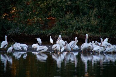 science, nature, biodiversity, conservation, World Migratory Bird Day 2026