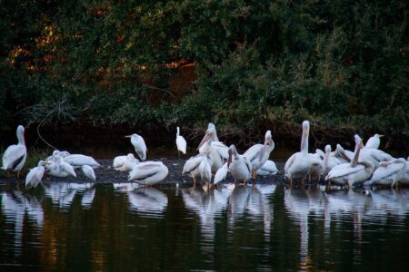 science, nature, biodiversity, conservation, World Migratory Bird Day 2026