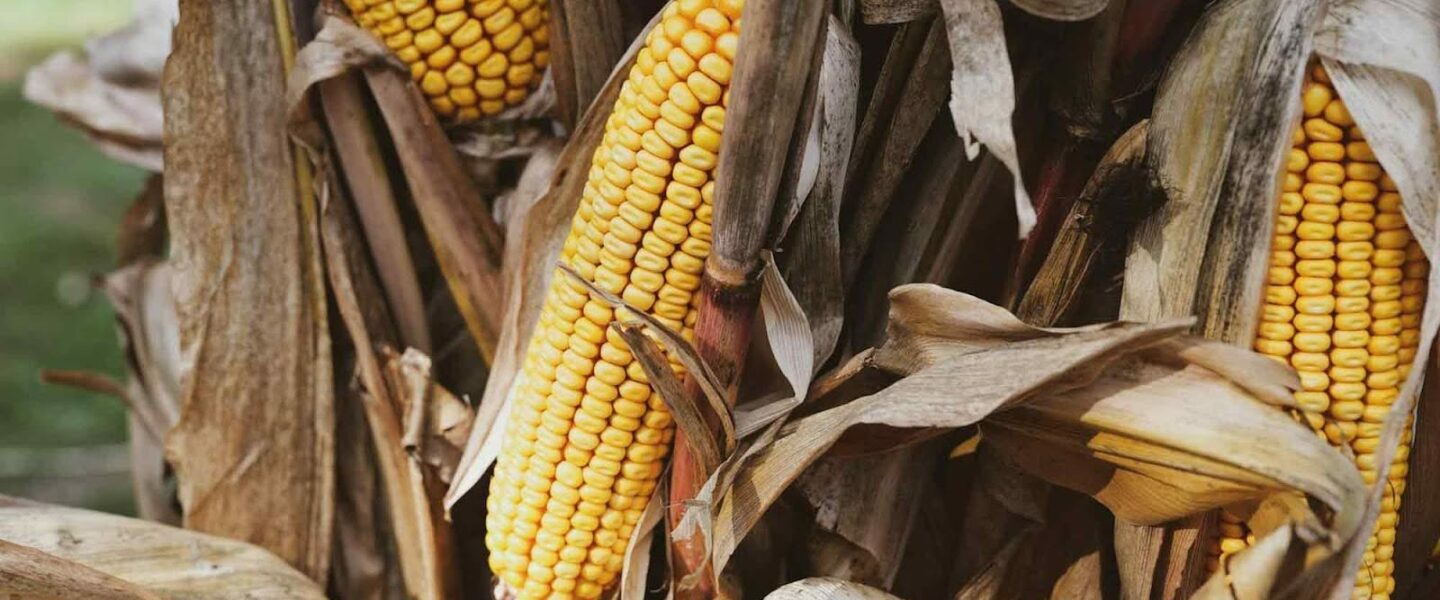 Ripe corn, on the stalk, in the field