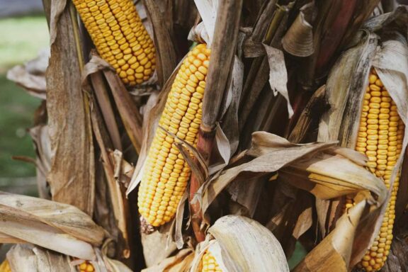 Ripe corn, on the stalk, in the field