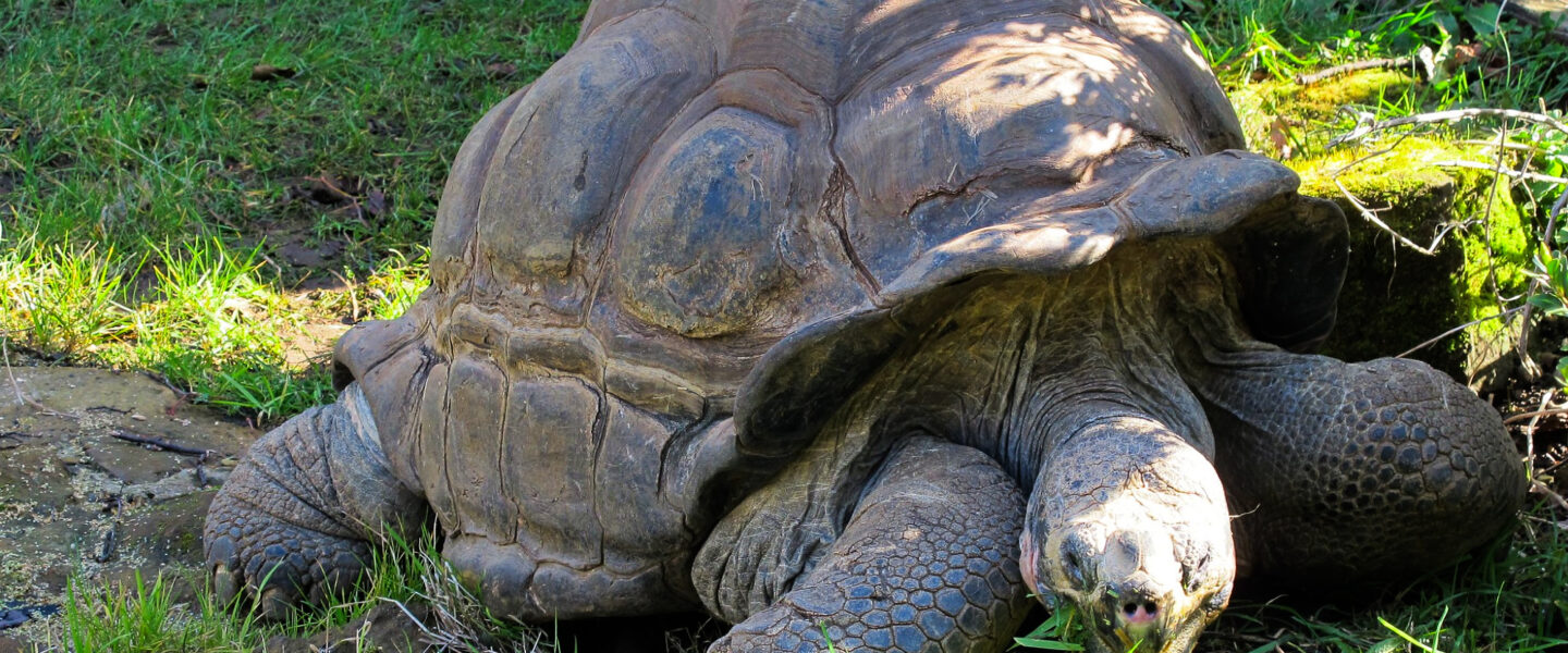 climate crisis, science, biodiversity, London Zoo, world's oldest tortoise, April Fool's hoax