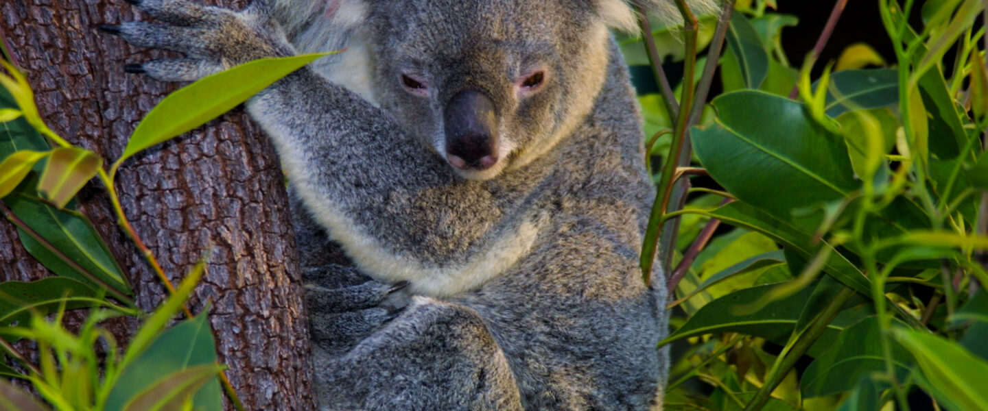science, nature, biodiversity, Australia, private protection, growing network