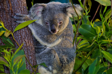 science, nature, biodiversity, Australia, private protection, growing network