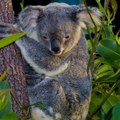 science, nature, biodiversity, Australia, private protection, growing network