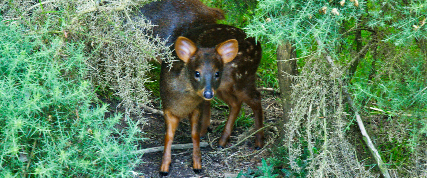 science, biodiversity, mammals, world's smallest deer, San Diego Zoo Safari Park, Pudu fawn born