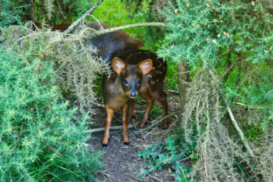 World’s Smallest Deer, a Pudu Fawn, Born at San Diego Zoo science, biodiversity, mammals, world's smallest deer, San Diego Zoo Safari Park, Pudu fawn born
