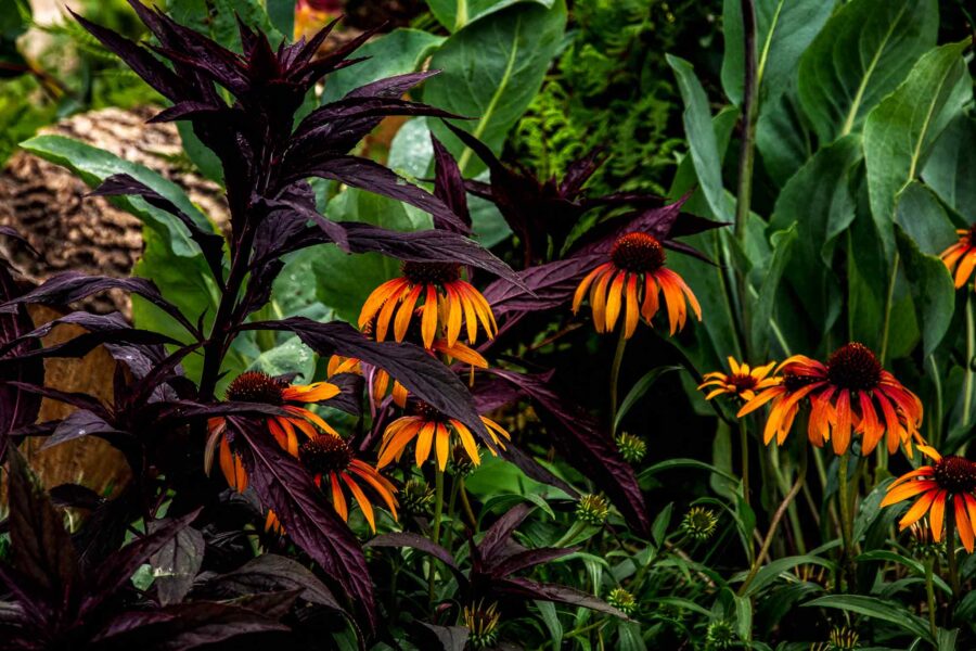 Coneflower