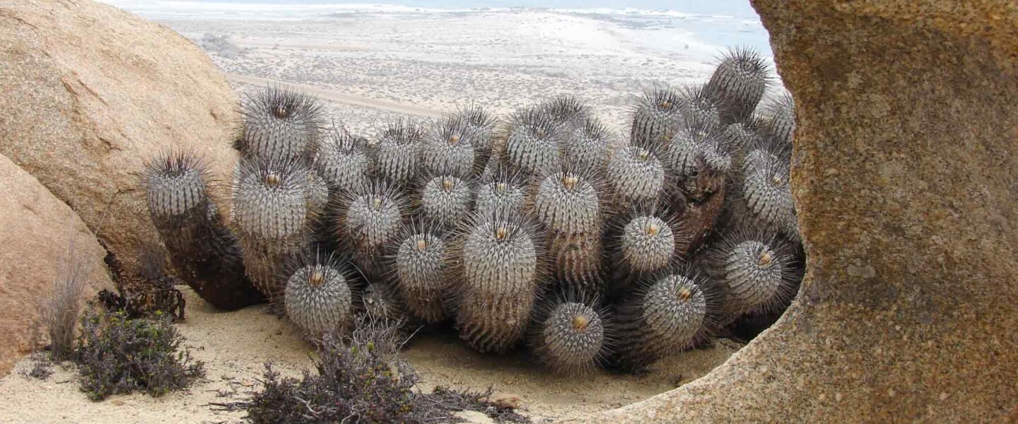 Copiapoa dealbata, Huasco, Atacama, Chile