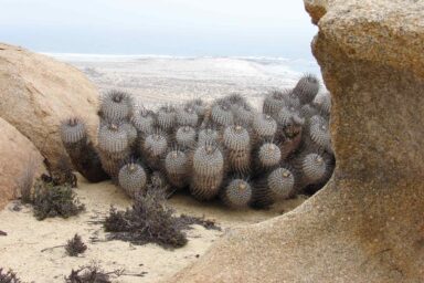 A Cactus in Court Copiapoa dealbata, Huasco, Atacama, Chile