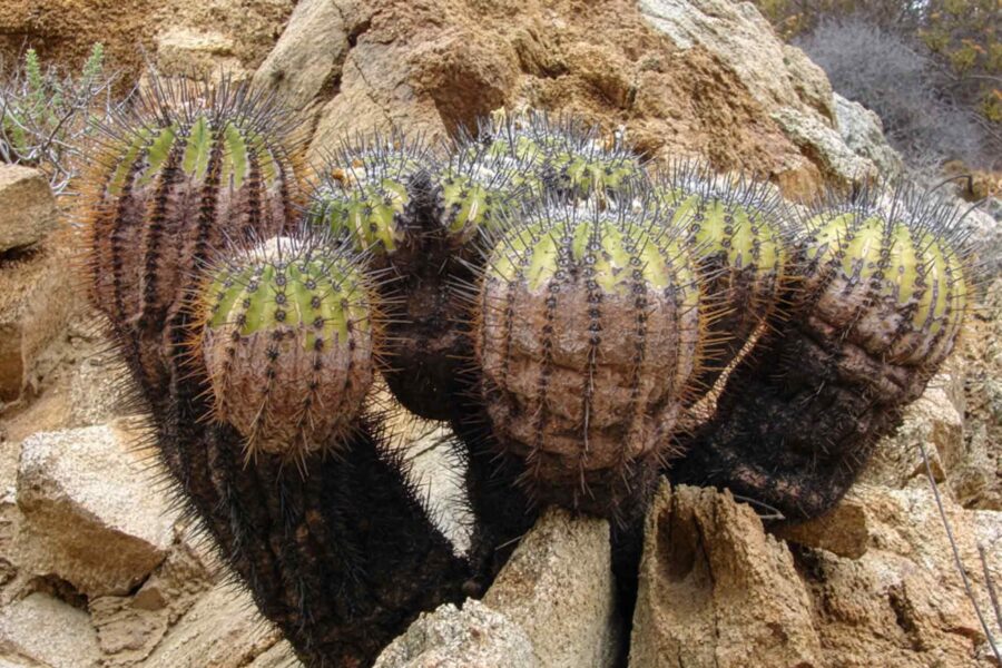 Copiapoa cactus, Chile, Llanos de Challe National Park