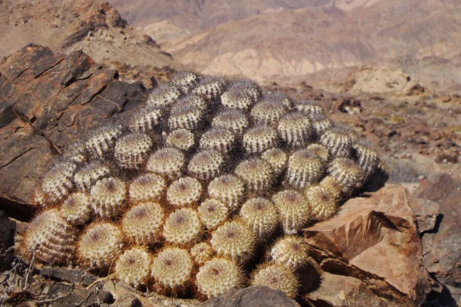 Copiapoa cactus, Sugarloaf National Park, Chile