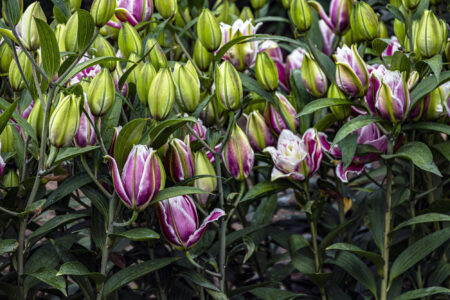 ouble Oriental Lilies