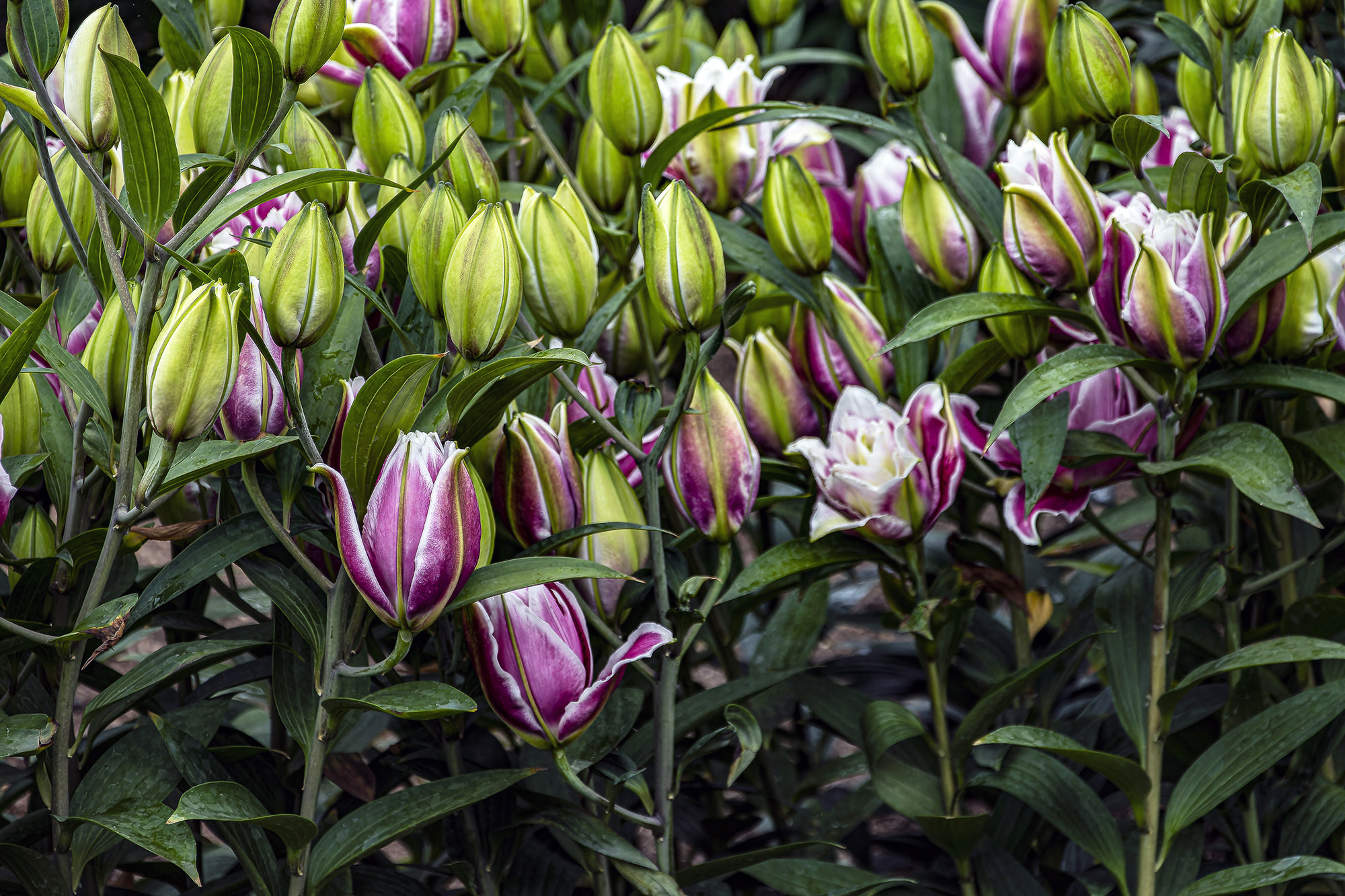 ouble Oriental Lilies