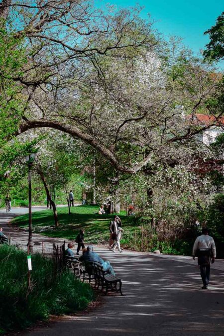 paths, Prospect Park, New York City, Spring 2026