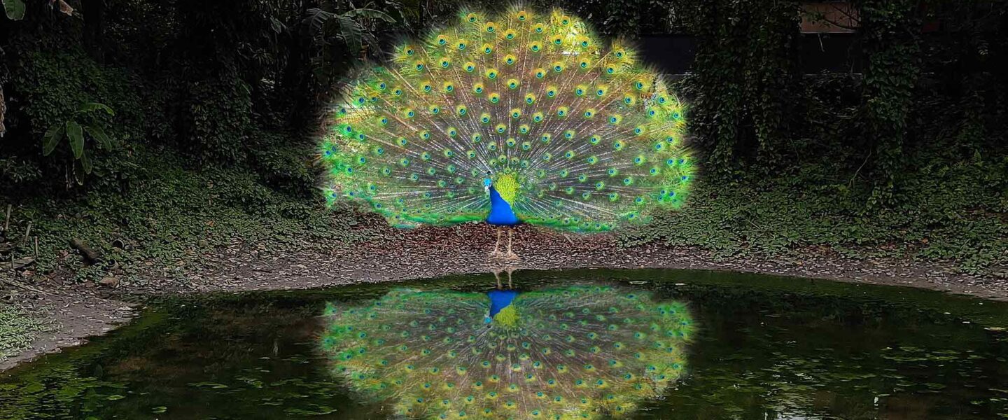 Peacock preening , stagnant pond