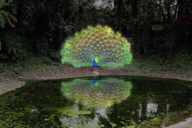 Peacock preening , stagnant pond