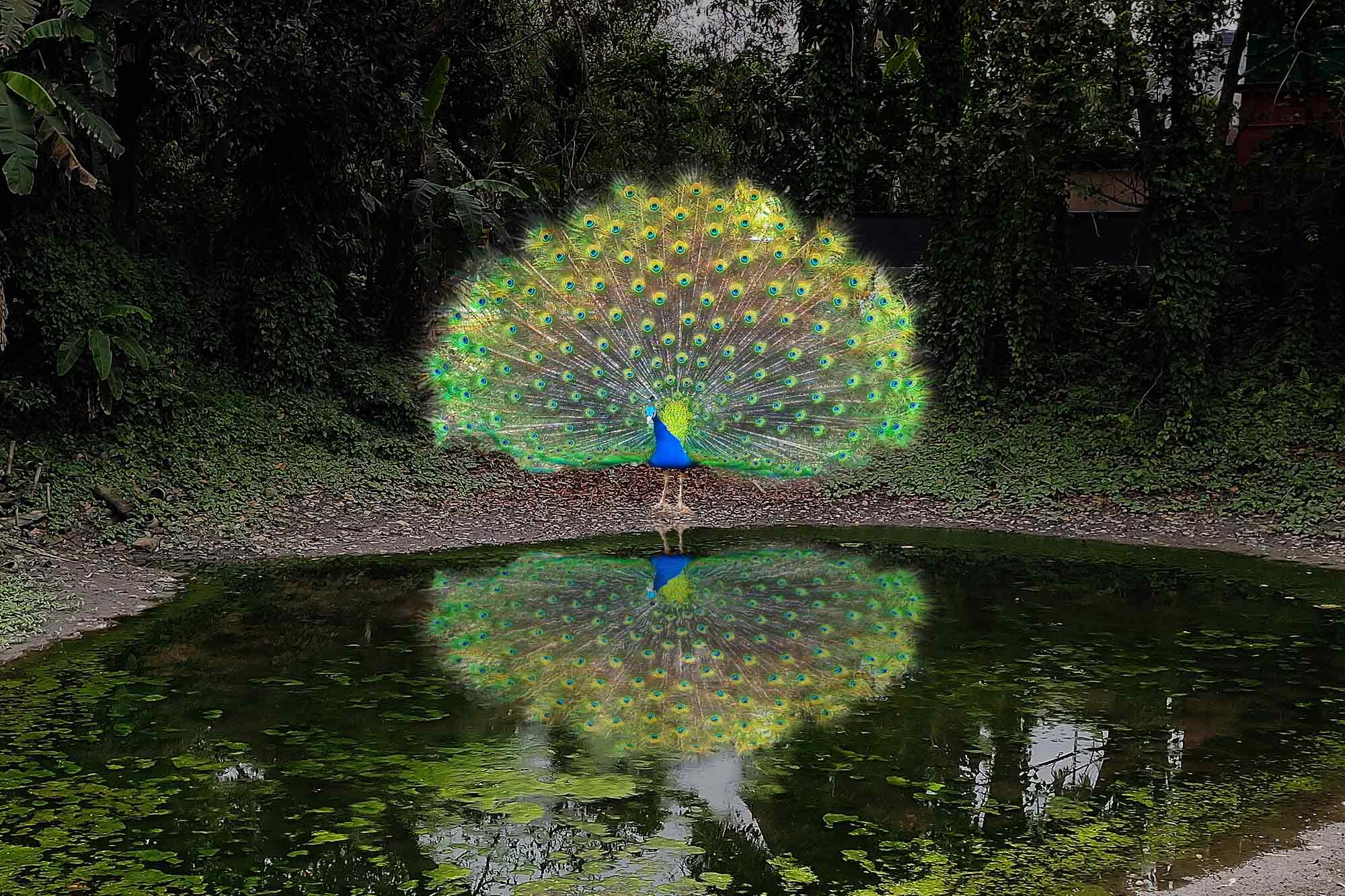 Peacock preening , stagnant pond