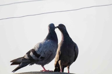 Unselfies: A Poem Pigeons, mating