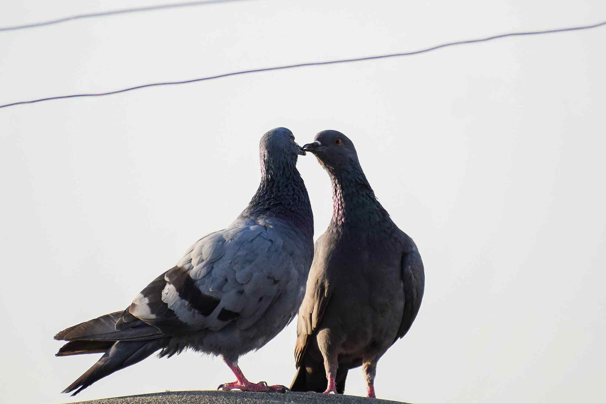Pigeons, mating