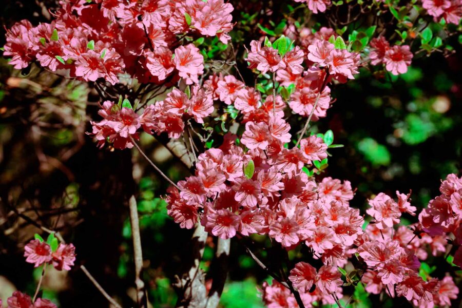 Pink Azaleas, Prospect Park, New York City, Spring 2026