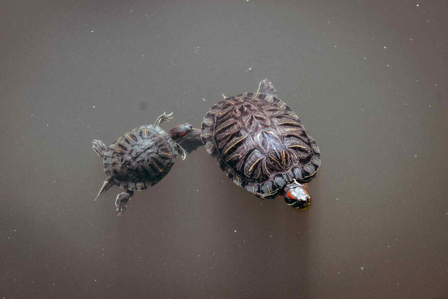 Turtles, Prospect Park, New York City, Spring 2026