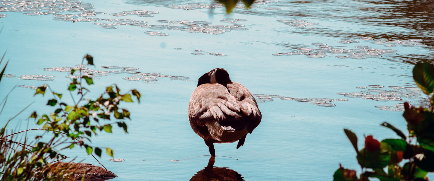 Scenes in Prospect Park in New York City in Spring 2026.
