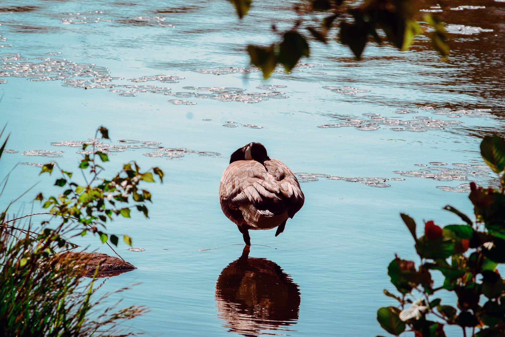 Scenes in Prospect Park in New York City in Spring 2026.