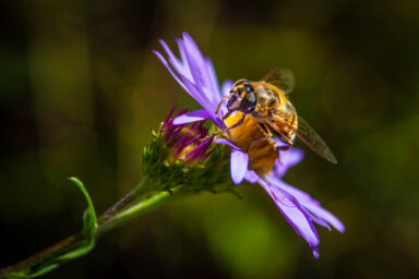 Experts Sound Alarm as North American Bees Start Unusually Early Swarm Season climate crisis, global warming, science, nature, pollinators, bees, North America, unusually