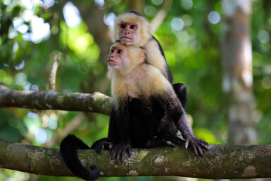 Costa Rica Study Finds Biodiversity Is Returning to Restored Forests science, nature, biodiversity, Costa Rica, forest restoration, study, biodiversity returning