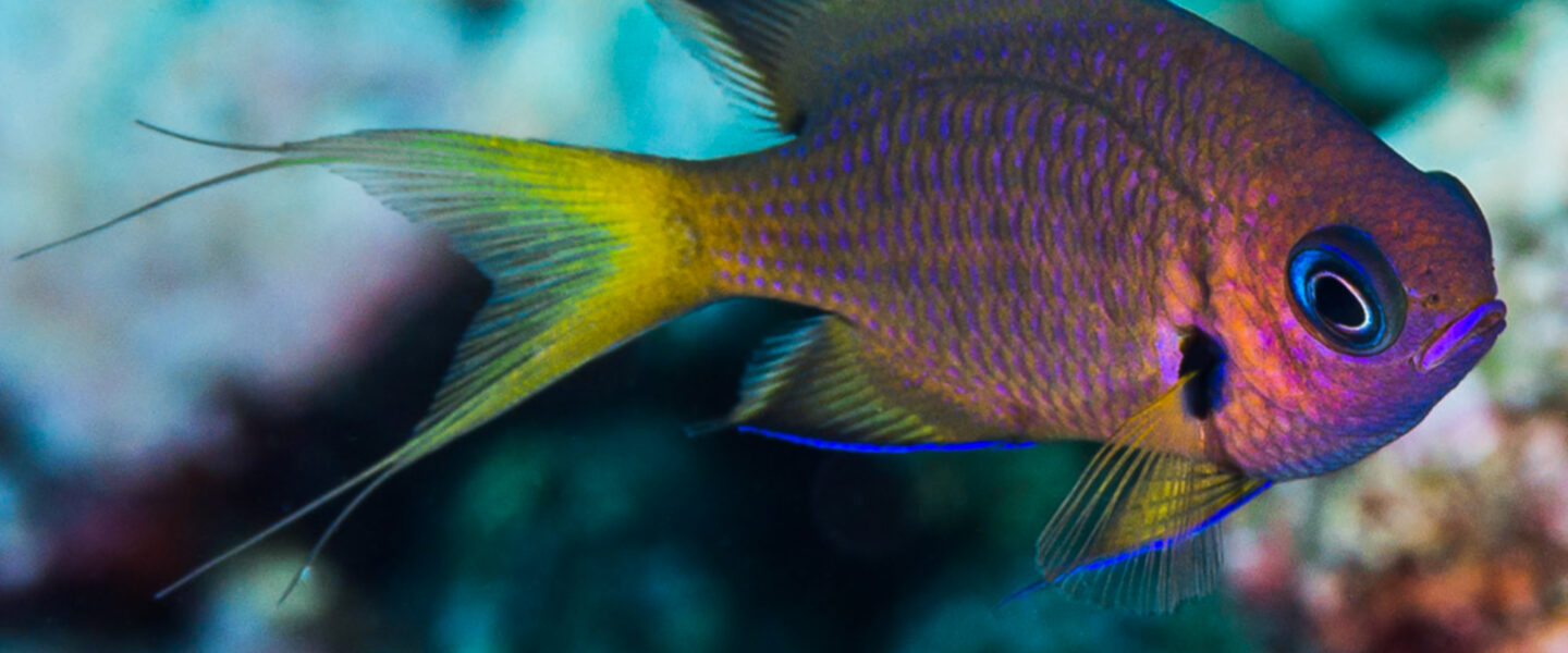 science, oceans, biodiversity, Ocean Census Alliance,1,121 new species