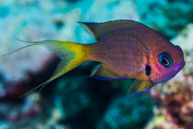 Deep Discovery: Ocean Census Reveals More Than 1,100 New Species science, oceans, biodiversity, Ocean Census Alliance,1,121 new species