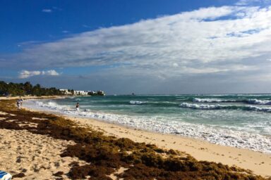Miami’s Sargassum Problem Is Exploding. How Much Is Climate Change To Blame? Climate crisis, global warming, oceans, sargassum, record-breaking masses