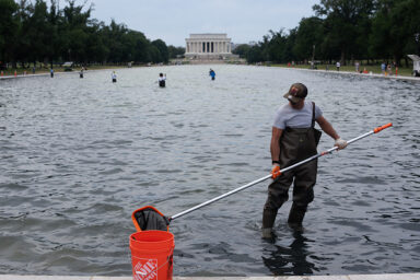 DC Algae Pool Cleanup