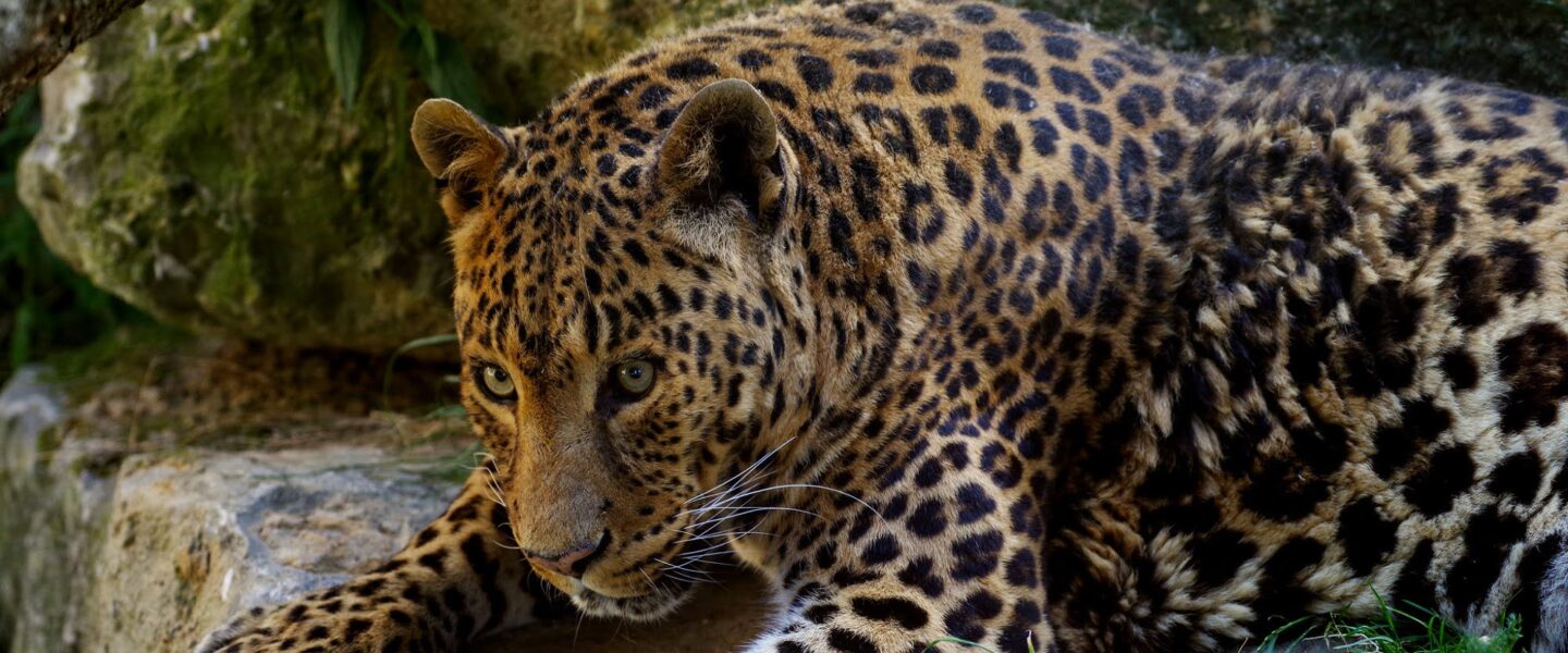 nature, biodiversity, wildlife conservation, tropical rainforest, Amazon, photo gallery