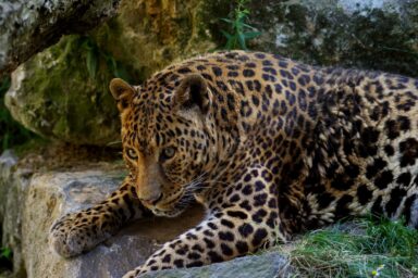 Prowling Big Cats, Pink Dolphins, and Giant Eagles: Photos From the Amazon nature, biodiversity, wildlife conservation, tropical rainforest, Amazon, photo gallery