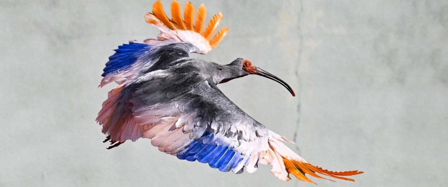 science, nature, biodiversity, birds, Japan, endangered species, crested ibis