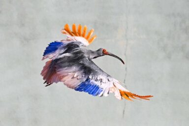 8 Crested Ibises Released in Hakui City Decades After Becoming Extinct in Japan science, nature, biodiversity, birds, Japan, endangered species, crested ibis