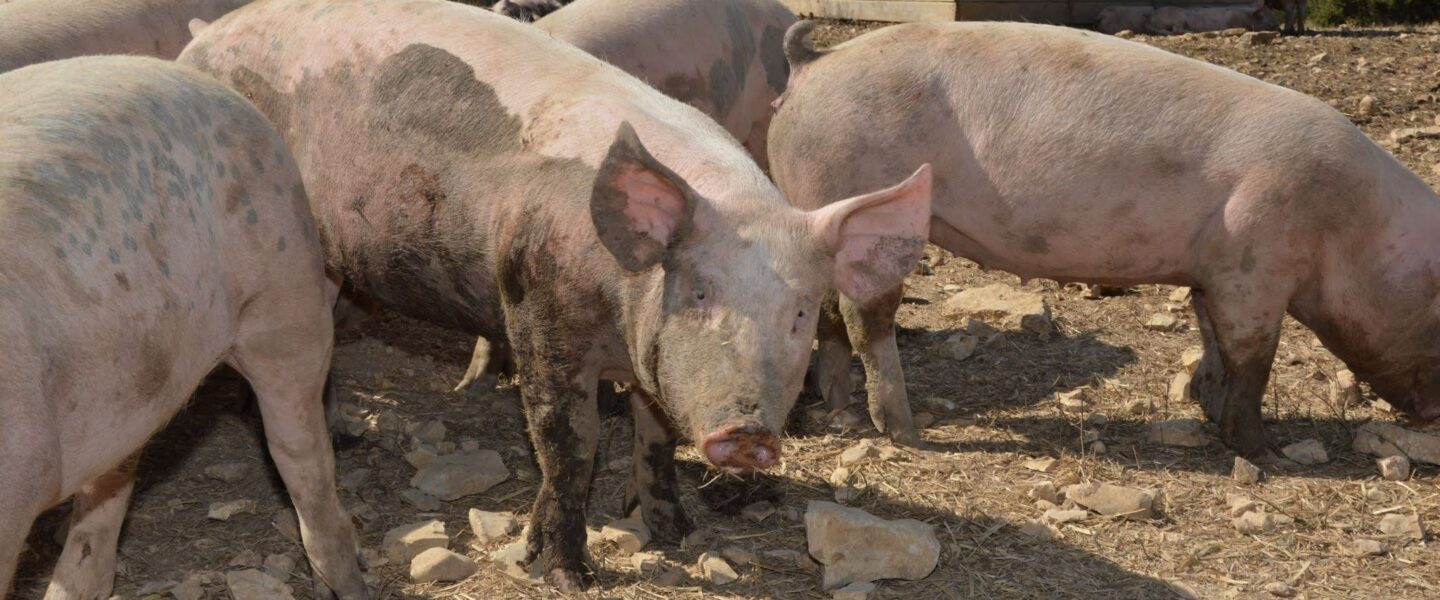 Pigs, farm